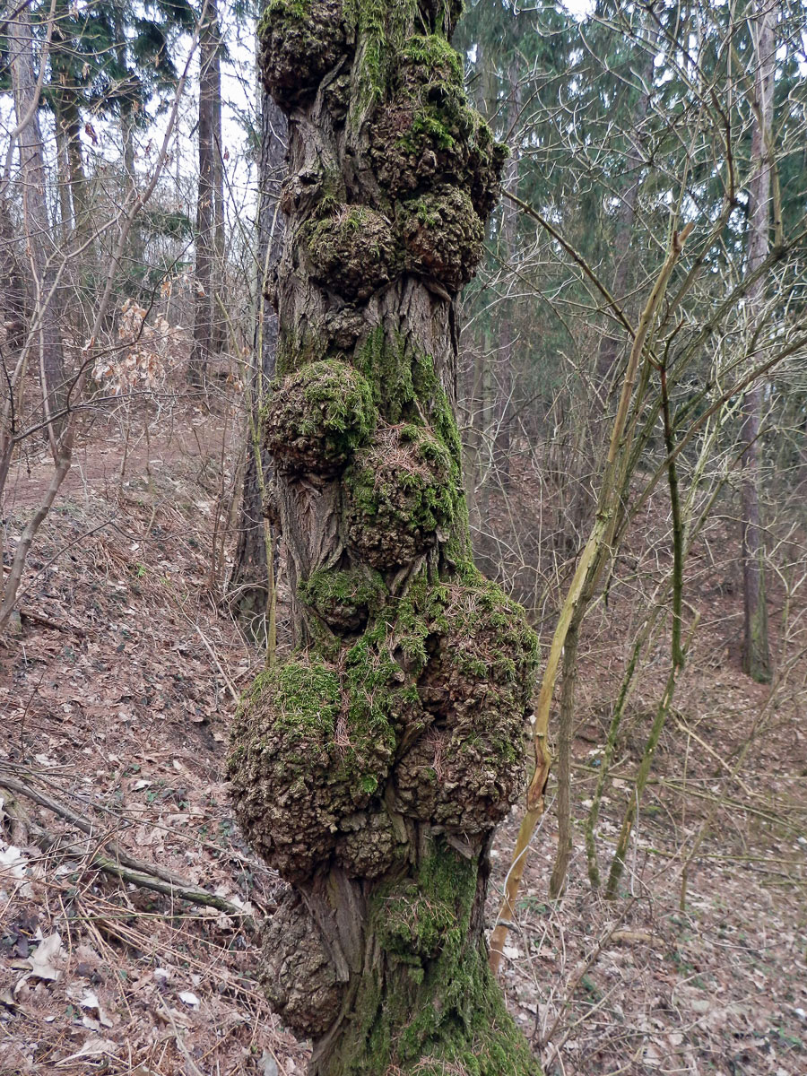 Tumory na akátu (Robinia pseudoacacia L.) (13)