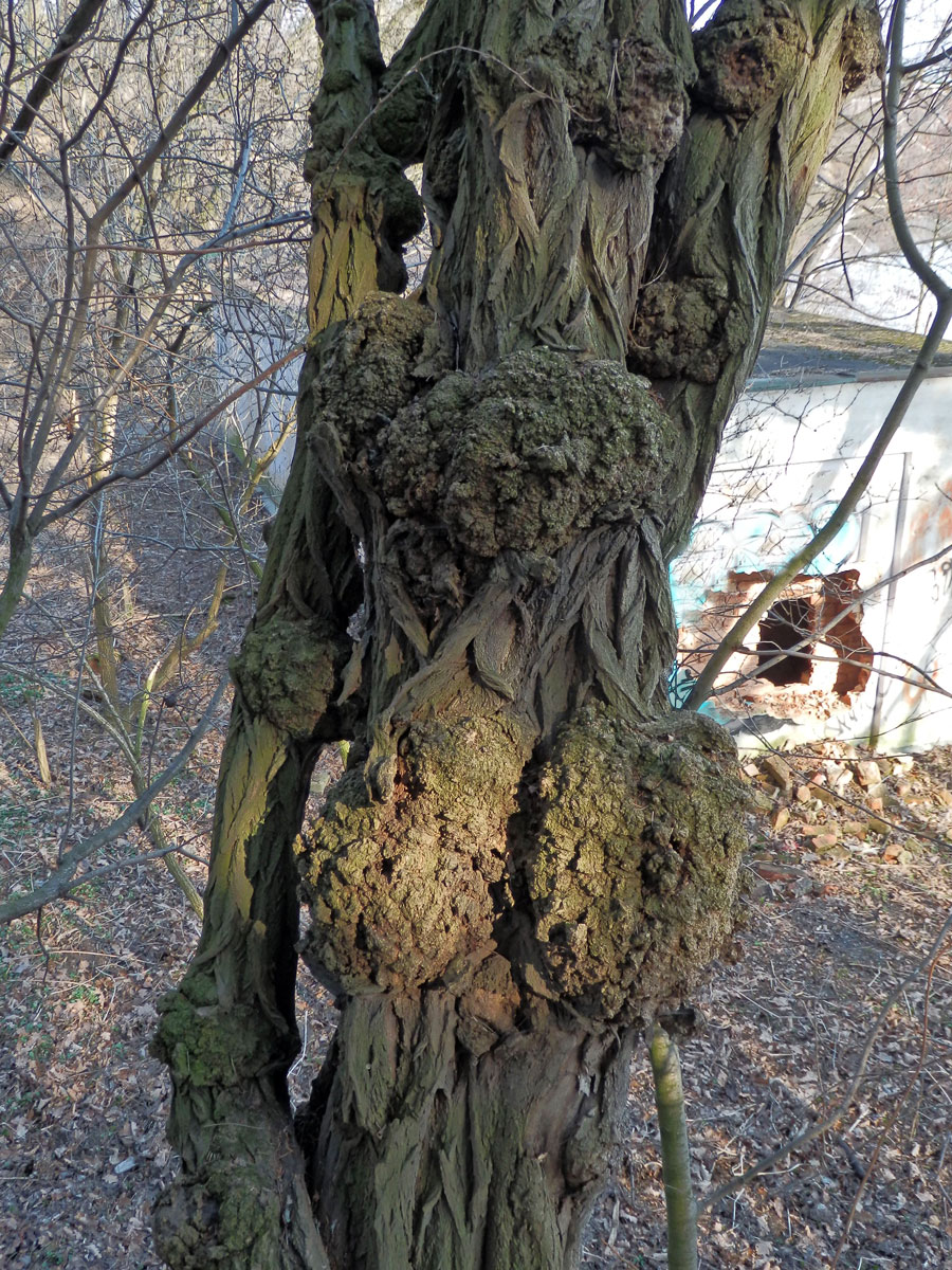 Tumory na akátu (Robinia pseudoacacia L.) (14a)