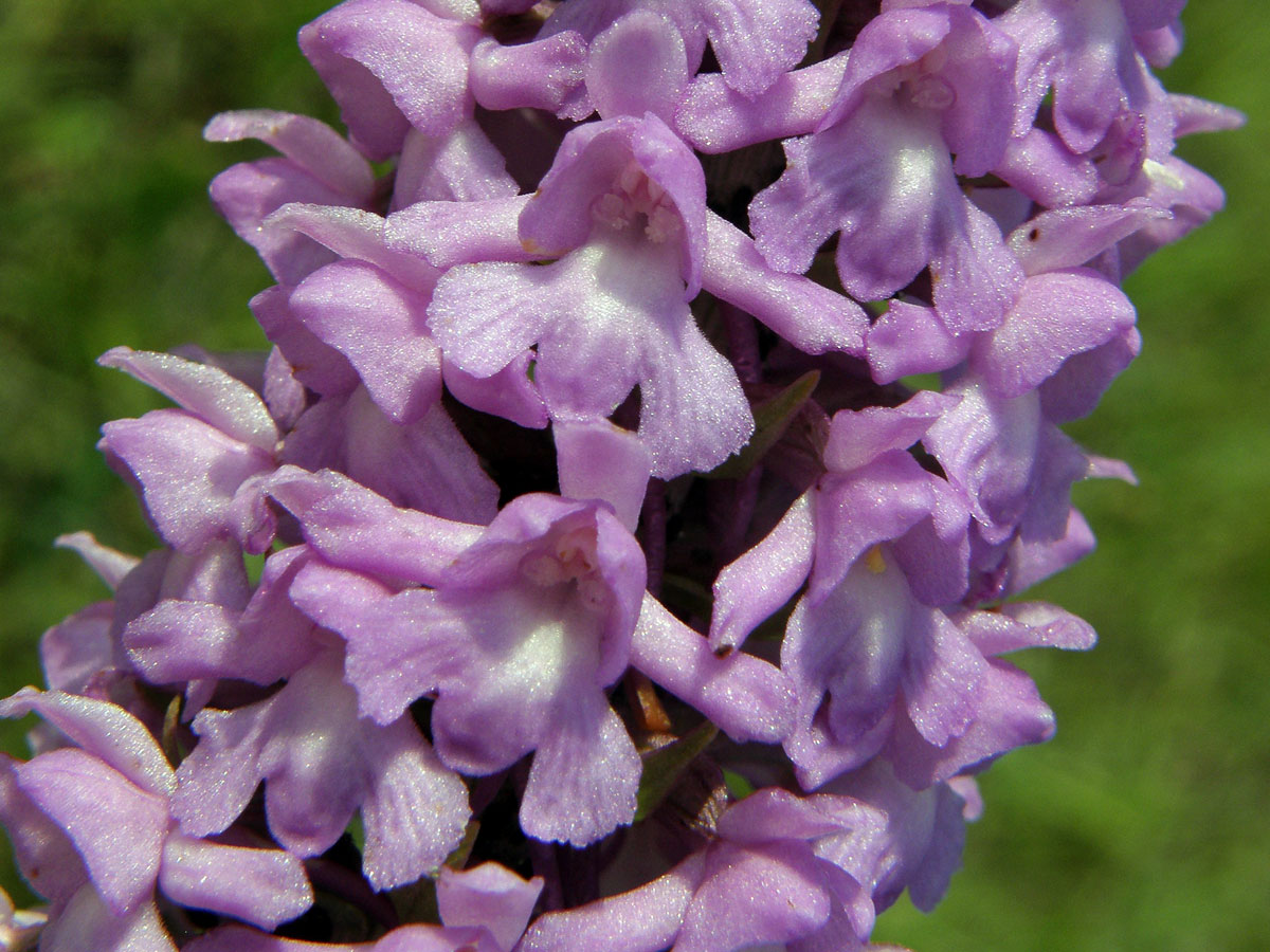 Pětiprstka hustokvětá (Gymnadenia densiflora (Wahlenb) A. Dietrich)