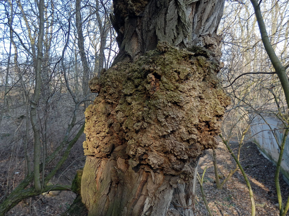 Tumory na akátu (Robinia pseudoacacia L.) (14c)