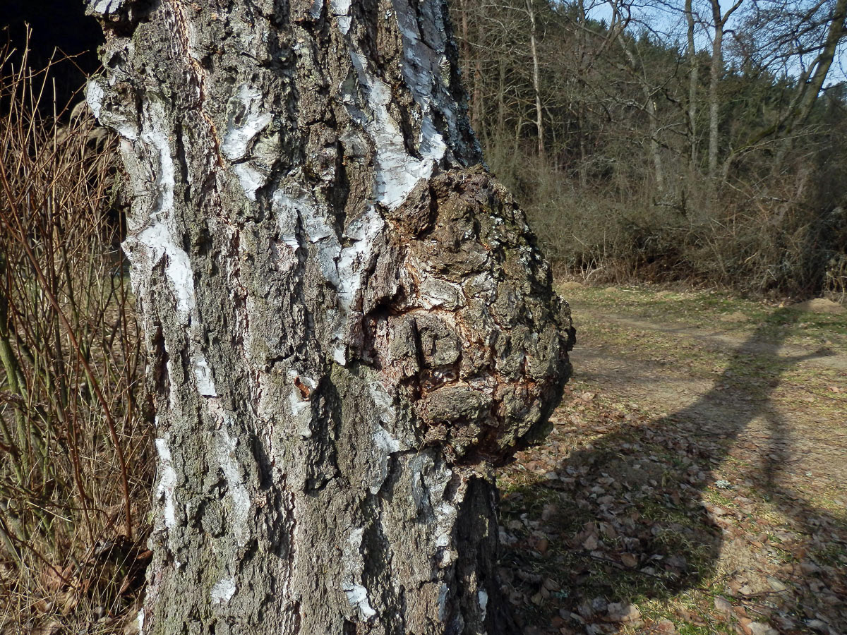 Nádor na bříze bělokoré (Betula pendula Roth) (32b)