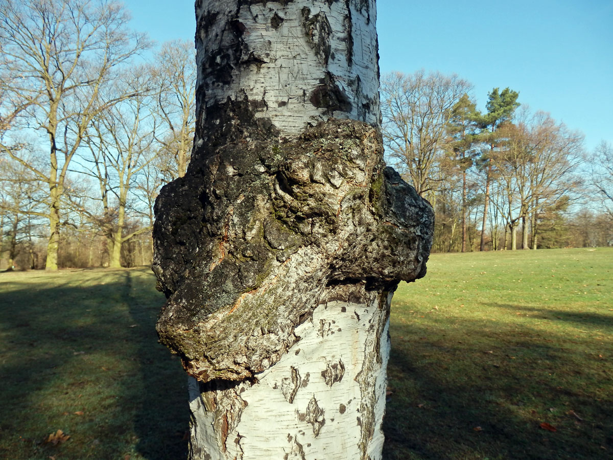 Nádor na bříze bělokoré (Betula pendula Roth) (33a)