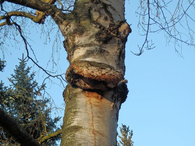 Nádor na bříze bělokoré (Betula pendula Roth) (34a)