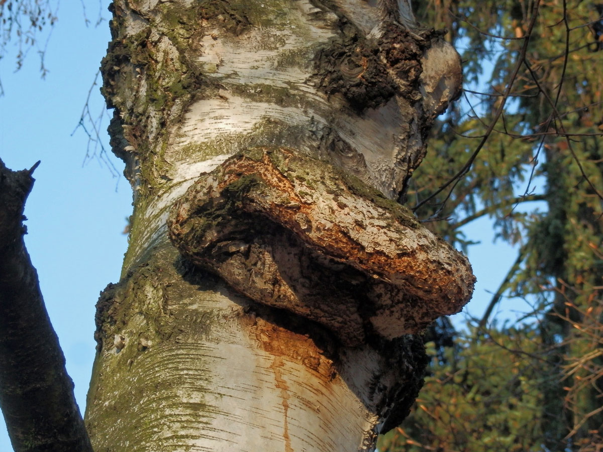 Nádor na bříze bělokoré (Betula pendula Roth) (34b)