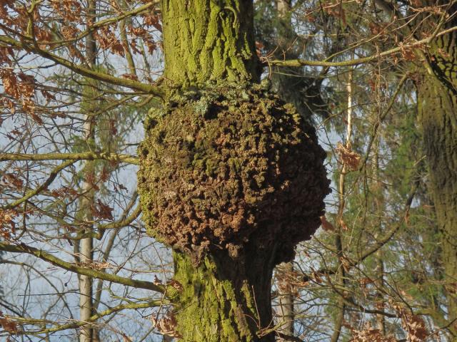 Nádor na dubu letním (Quercus robur L.) (14b)