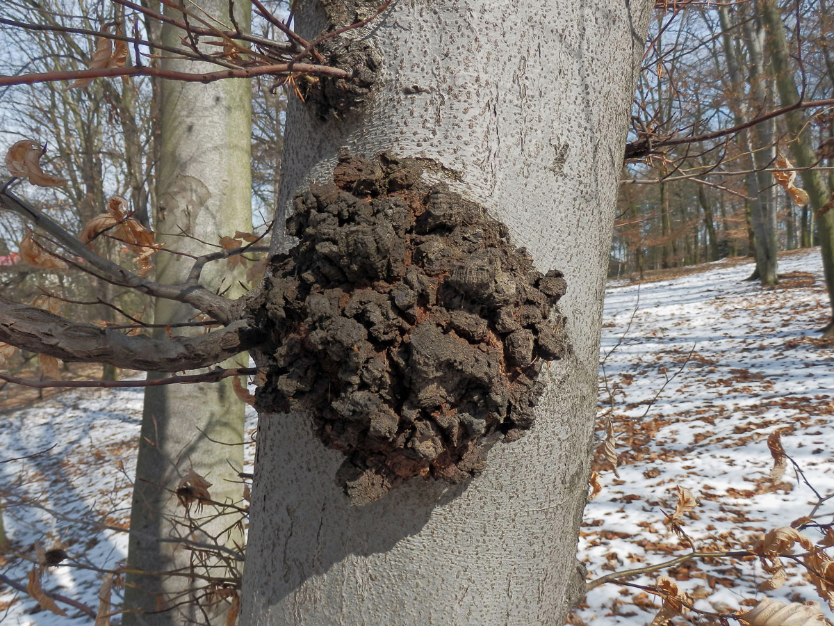 Nádor na buku lesním (Fagus sylvatica L.) (10a)