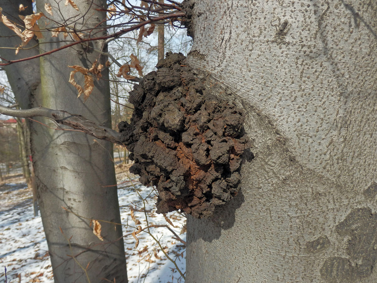 Nádor na buku lesním (Fagus sylvatica L.) (10b)