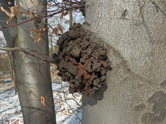 Nádor na buku lesním (Fagus sylvatica L.) (10b)