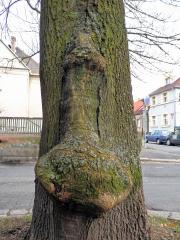 Nádor na jasanu ztepilém (Fraxinus excelsior L.) (8a)