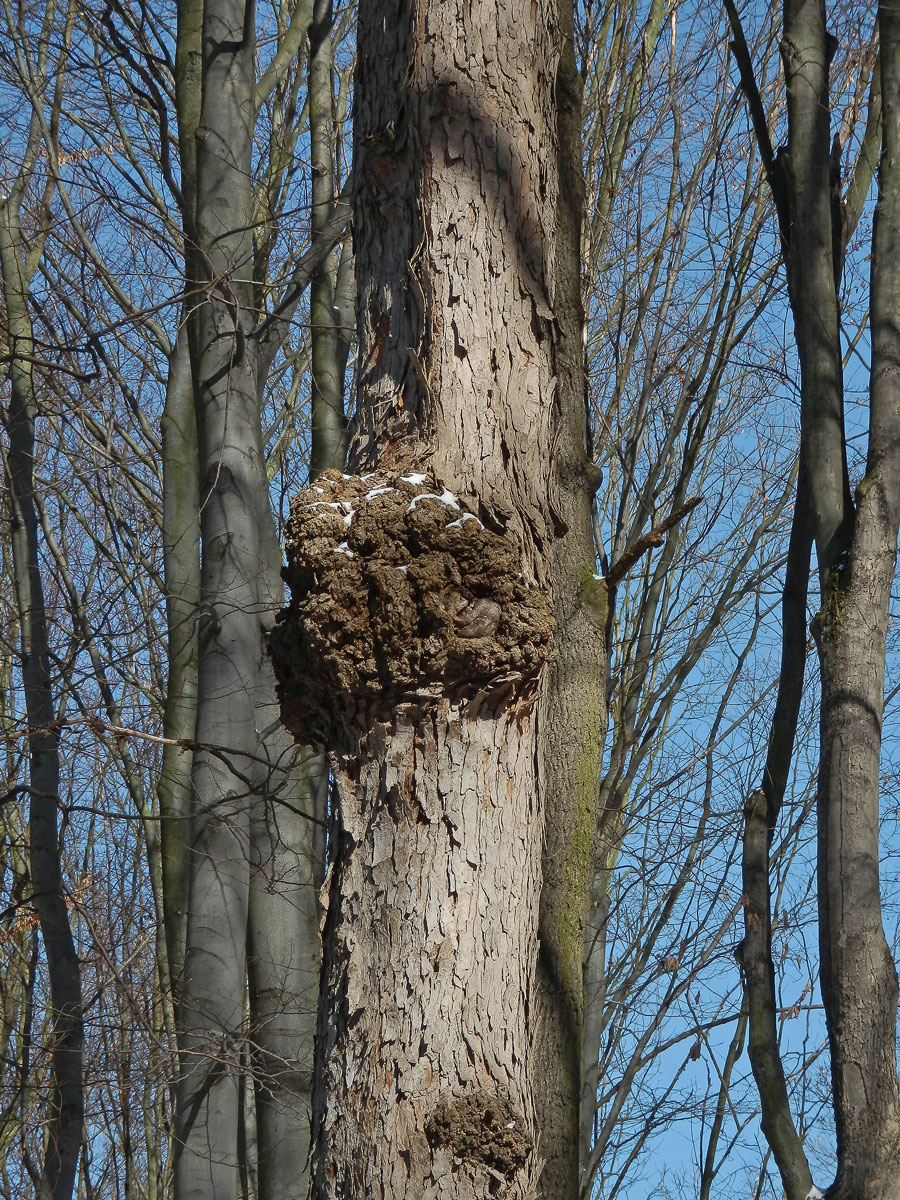 Javor klen (Acer pseudoplatanus L.) s nádorem na kmeni (31a)