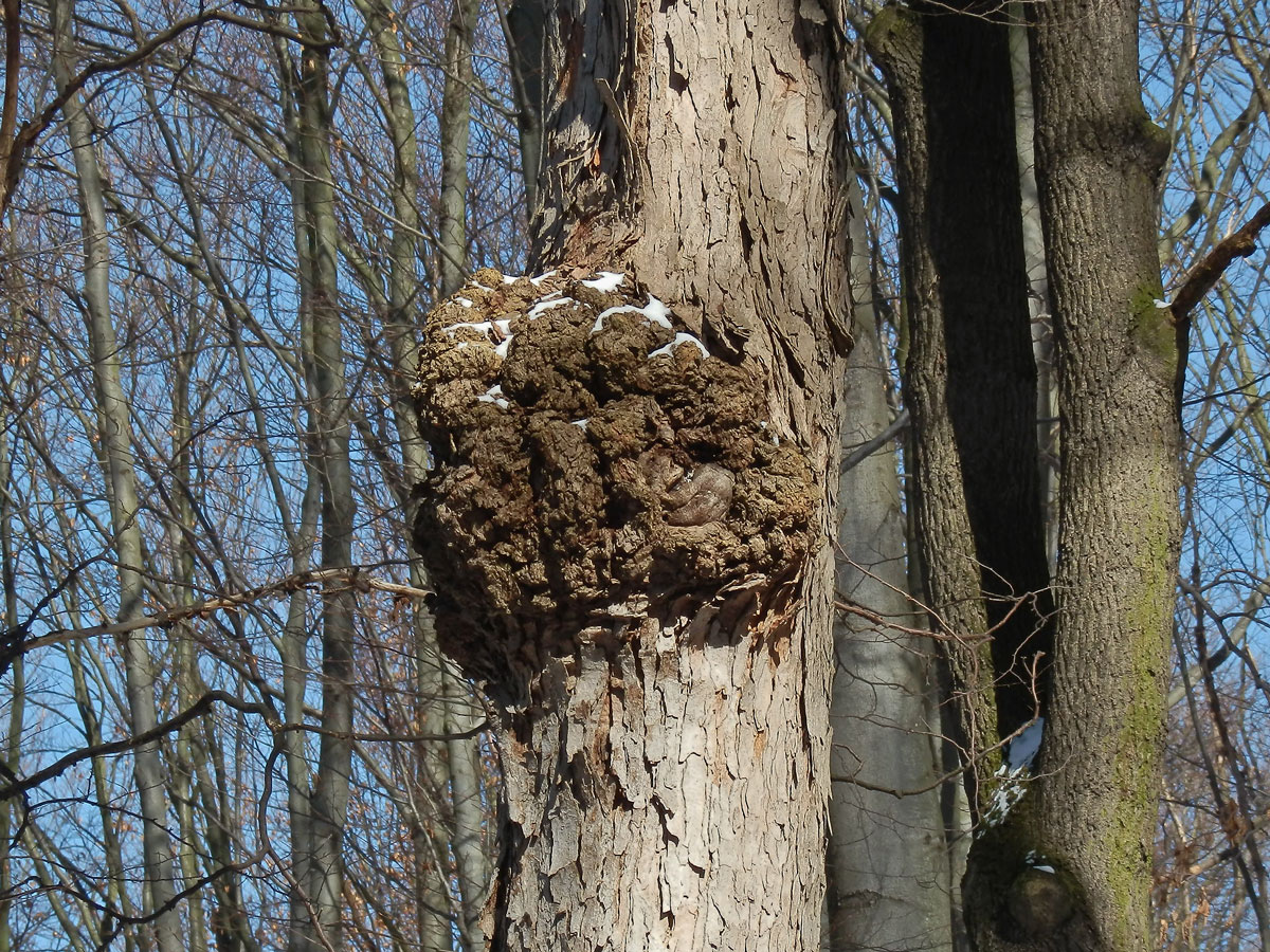 Javor klen (Acer pseudoplatanus L.) s nádorem na kmeni (31b)