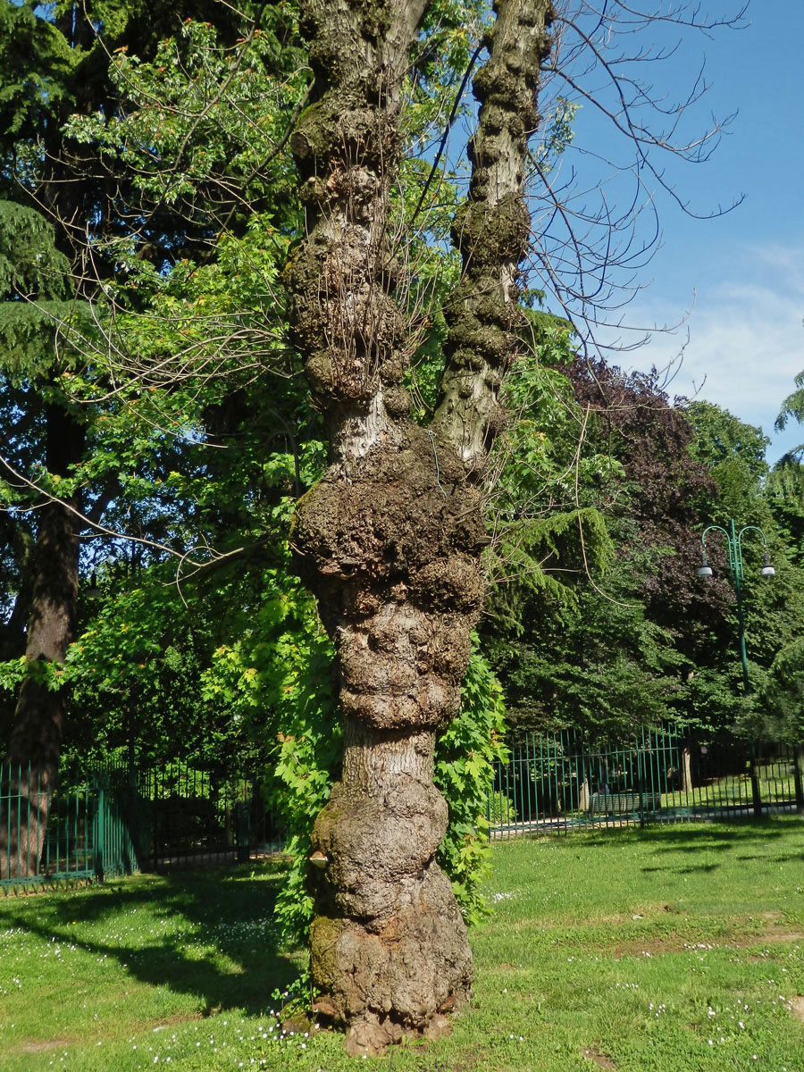 Javor stříbrný (Acer saccharinum L.) s nádory na kmeni (27a)