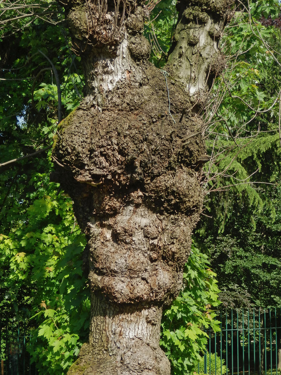 Javor stříbrný (Acer saccharinum L.) s nádory na kmeni (27b)