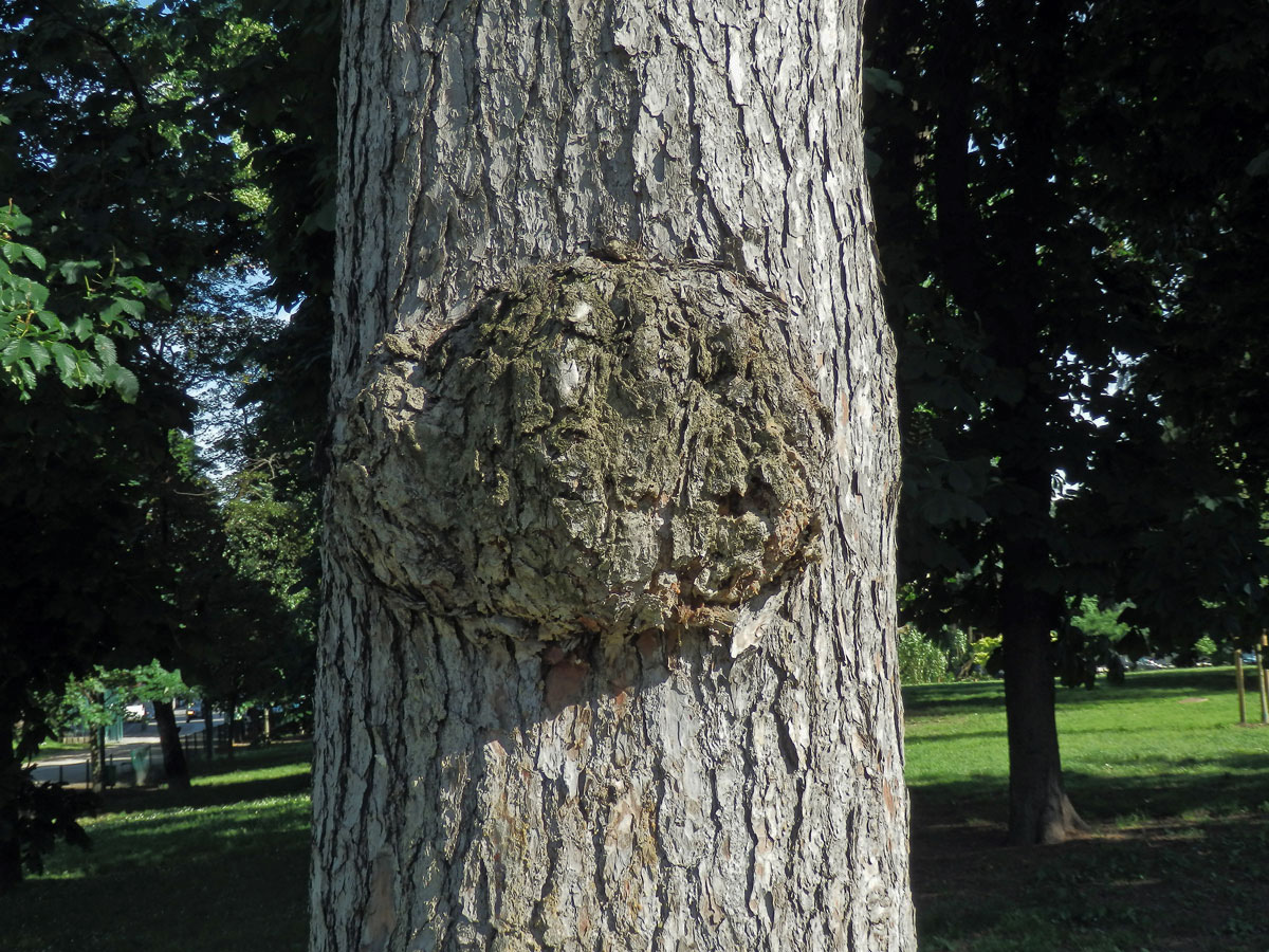 Tumor na borovici himalájské (Pinus griffithii Mc Clelland) (14a)