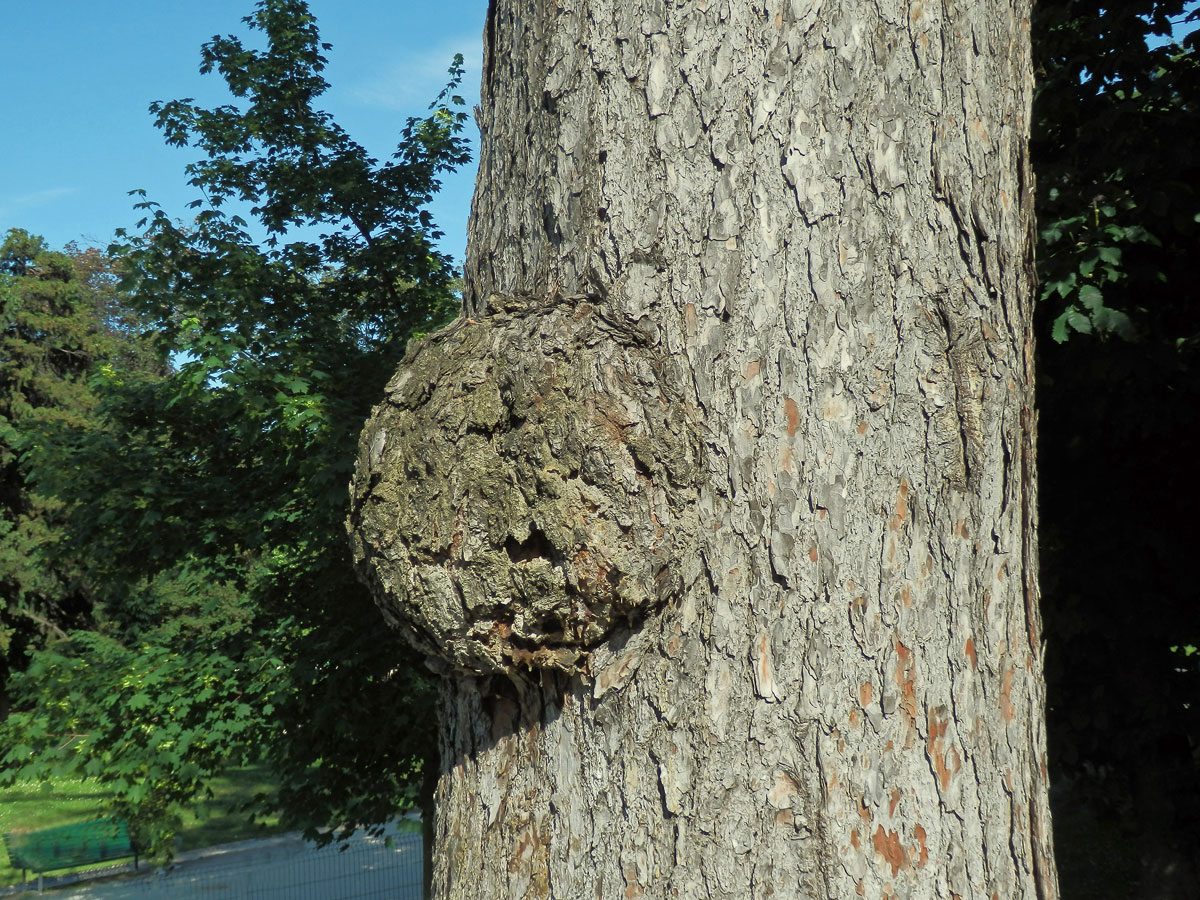 Tumor na borovici himalájské (Pinus griffithii Mc Clelland) (14b)