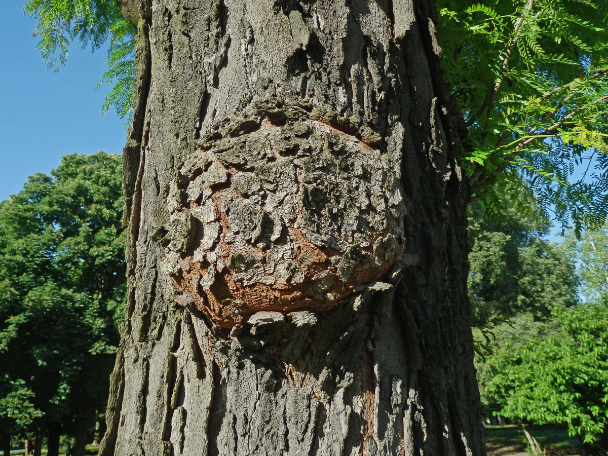 Dřezovec trojtrnný (Gleditsia triacanthos L.) (3b) s nádorem na kmeni