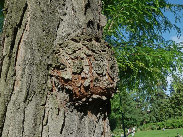 Dřezovec trojtrnný (Gleditsia triacanthos L.) (3c) s nádorem na kmeni