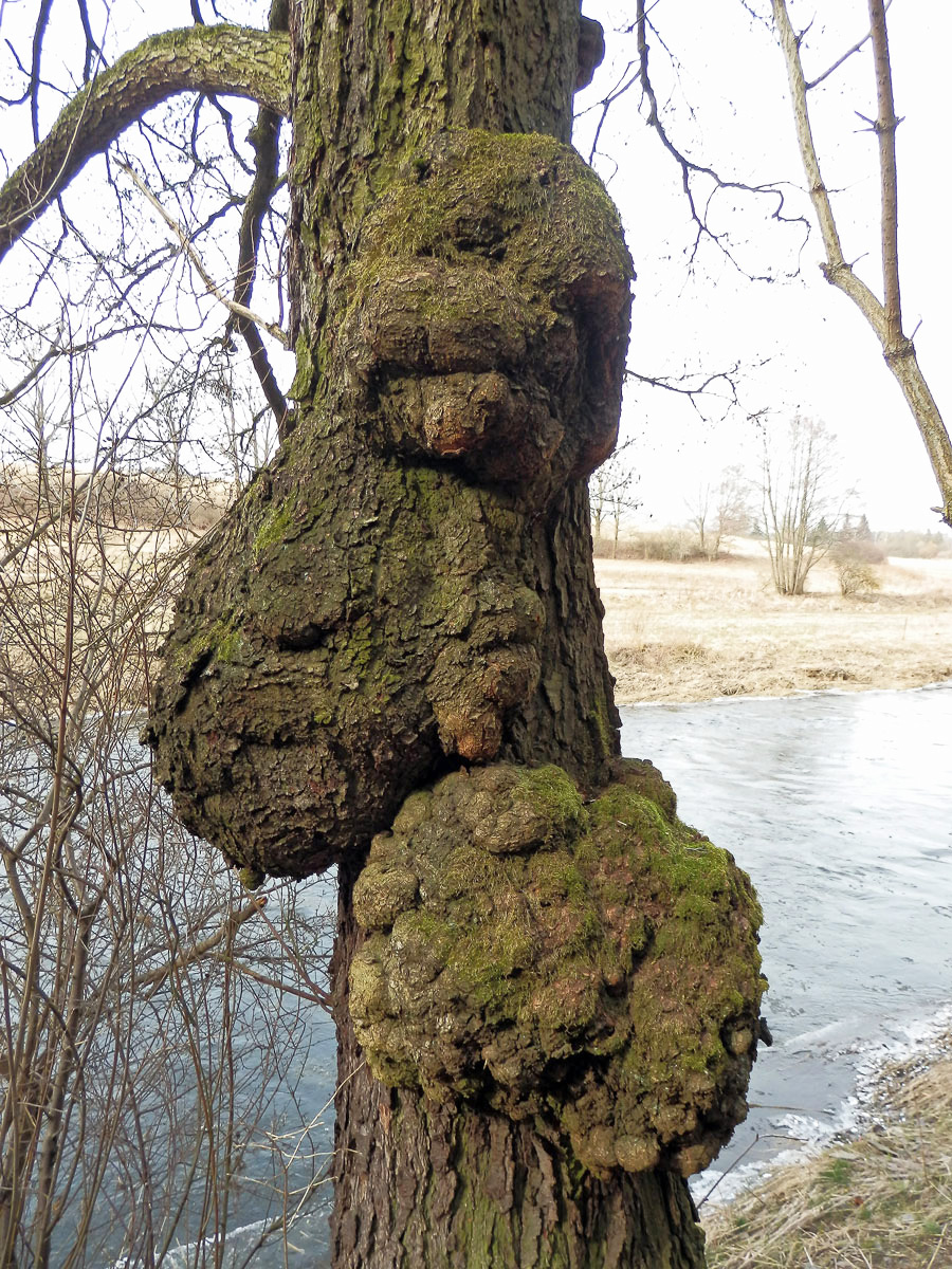 Tumor na olši lepkavé (Alnus glutinosa (L.) Gaertn.) (6a)