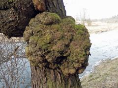 Tumor na olši lepkavé (Alnus glutinosa (L.) Gaertn.) (6b)