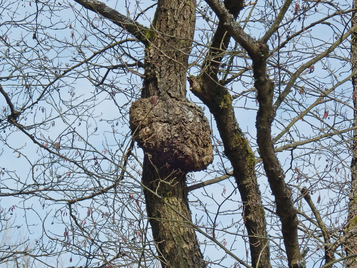 Tumor na olši lepkavé (Alnus glutinosa (L.) Gaertn.) (7)