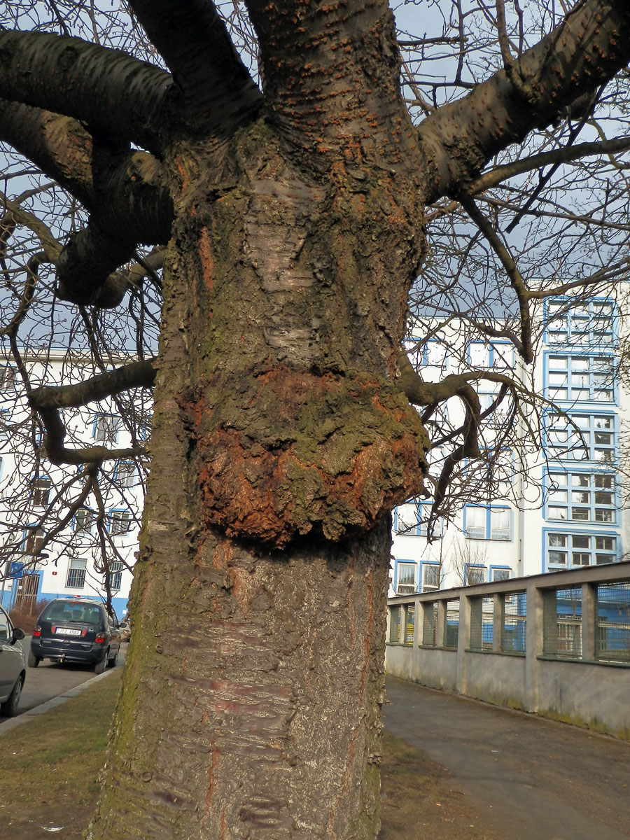 Sakura ozdobná (Prunus serrulata Lindl) (19a) s nádorem na kmeni