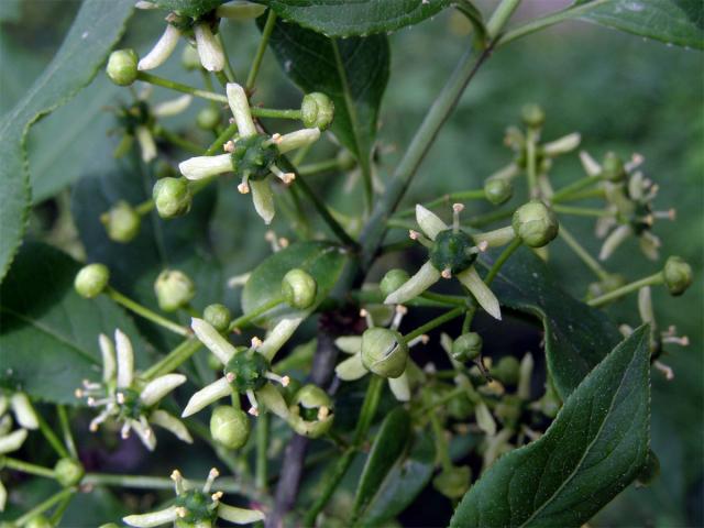 Brslen evropský (Euonymus europaea L.)