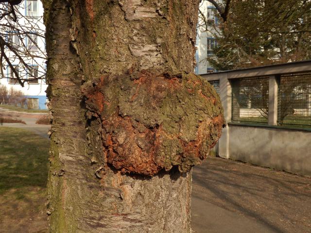 Sakura ozdobná (Prunus serrulata Lindl) (19b) s nádorem na kmeni