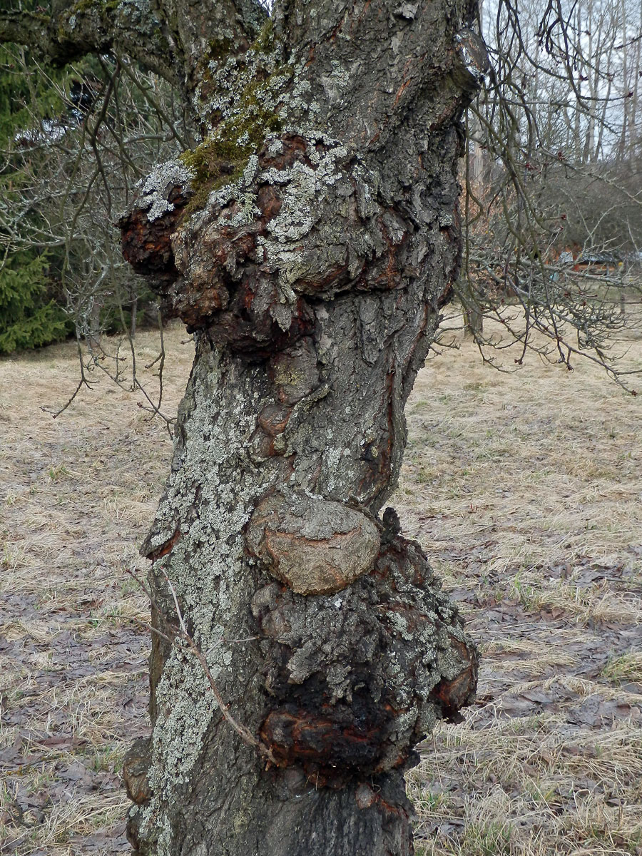 Třešeň ptačí (Prunus avium (L.) L.) s nádory na kmeni (21)