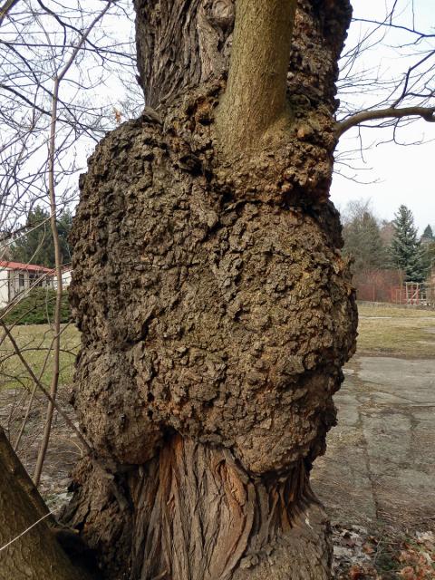 Jerlín japonský (Sophora japonica L.) s tumory na kmeni (1b)