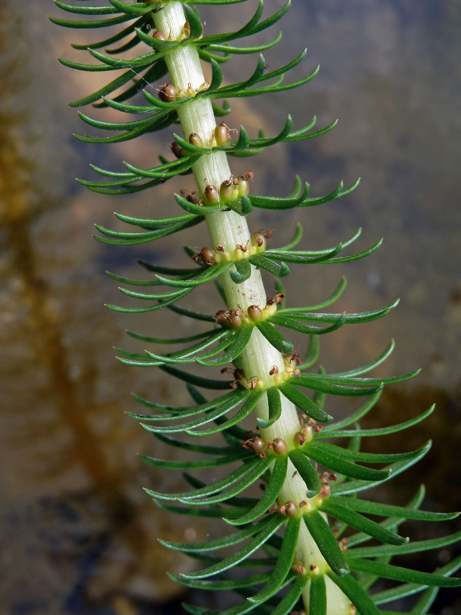 Prustka obecná (Hippuris vulgaris L.)