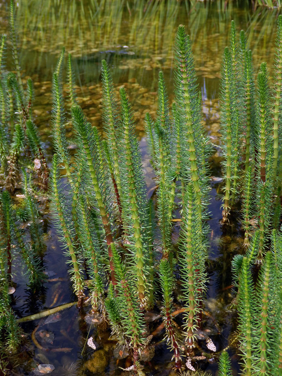 Prustka obecná (Hippuris vulgaris L.)