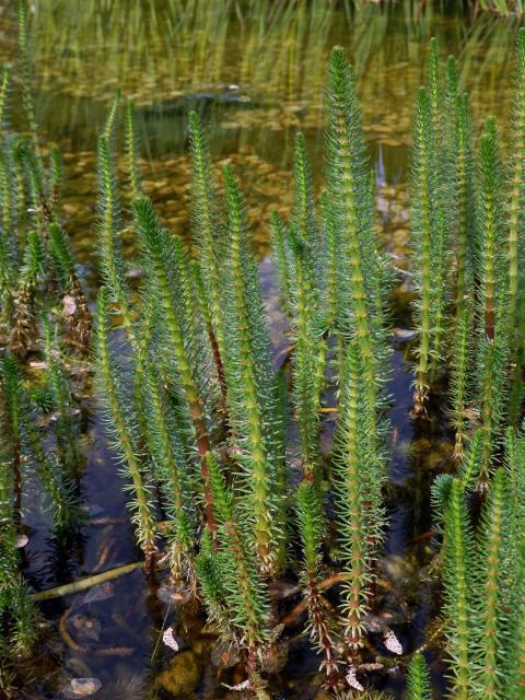 Prustka obecná (Hippuris vulgaris L.)