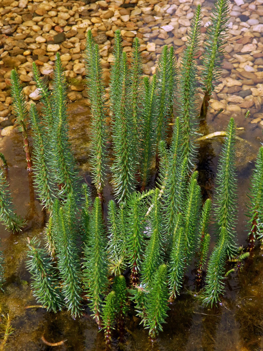 Prustka obecná (Hippuris vulgaris L.)