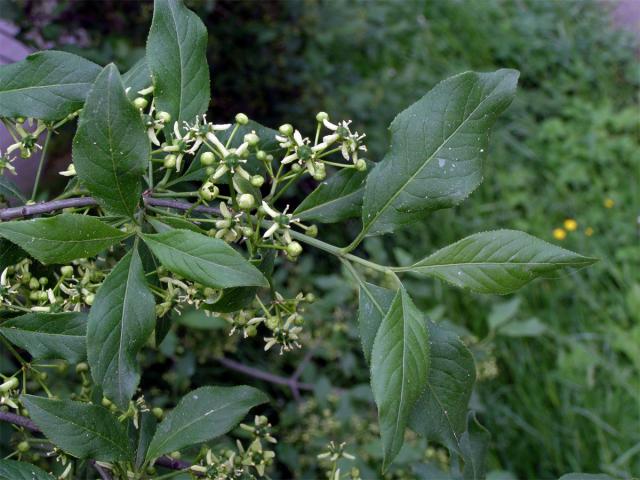 Brslen evropský (Euonymus europaea L.)