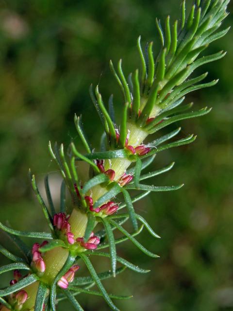 Prustka obecná (Hippuris vulgaris L.)