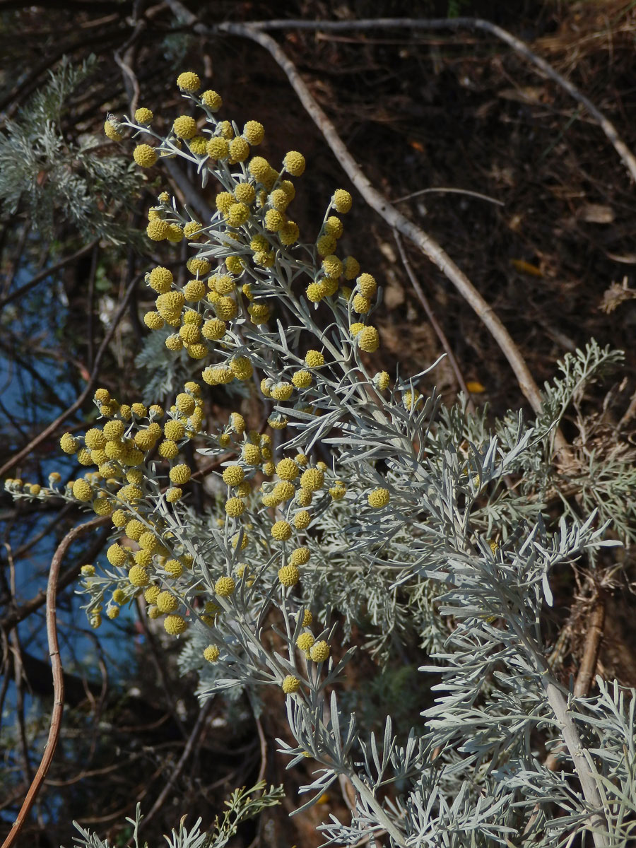 Pelyněk (Artemisia arborescens (Vaill.) L.)