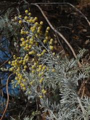 Pelyněk (Artemisia arborescens (Vaill.) L.)   