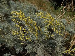 Pelyněk (Artemisia arborescens (Vaill.) L.)
