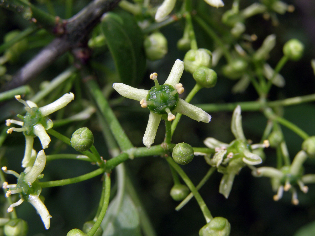 Brslen evropský (Euonymus europaea L.)