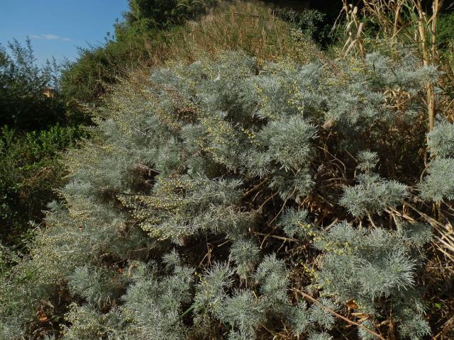 Pelyněk (Artemisia arborescens (Vaill.) L.)