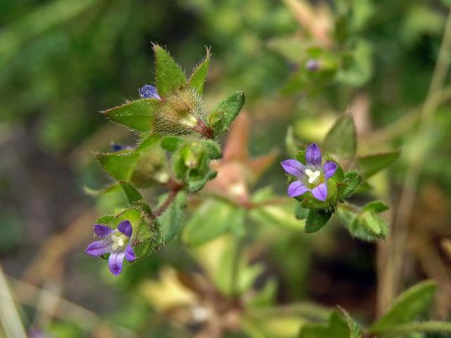 Zvonek (Campanula erinus L.)