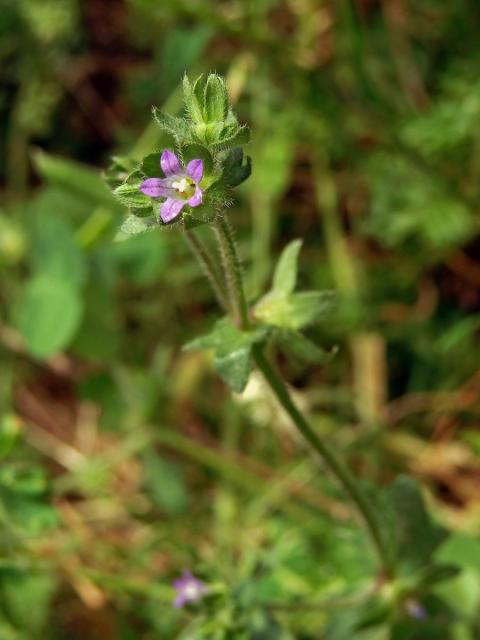 Zvonek (Campanula erinus L.)