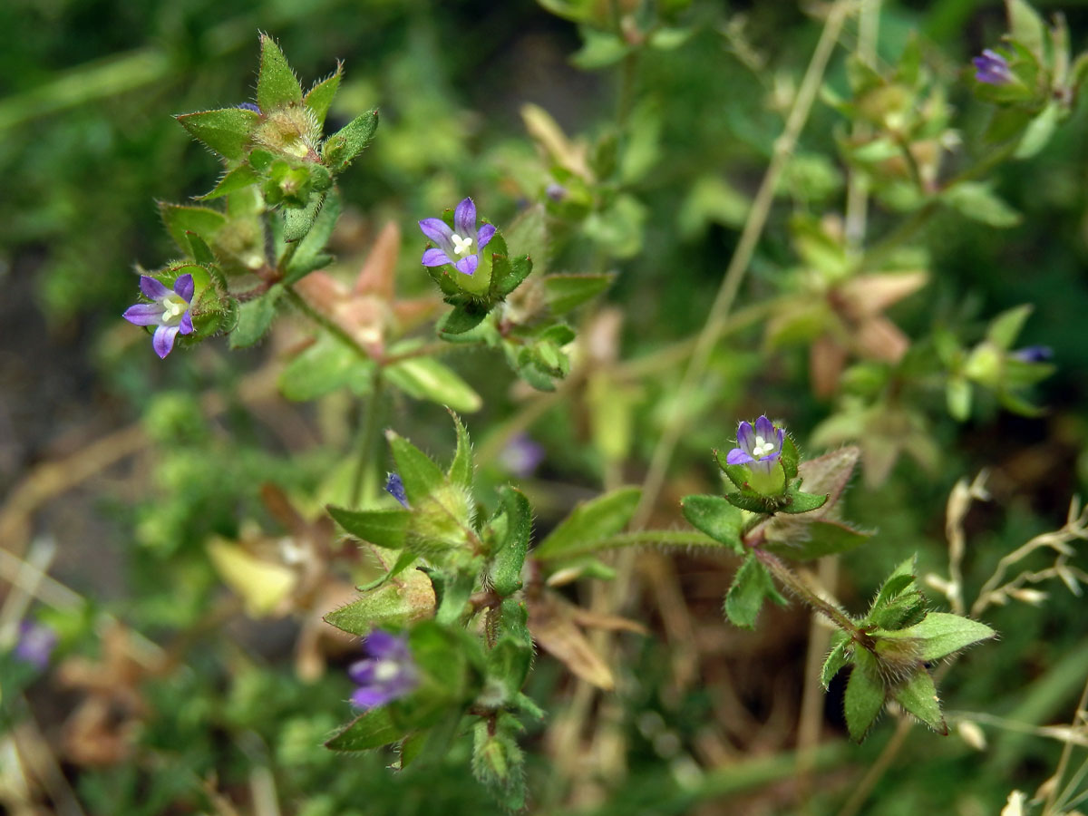 Zvonek (Campanula erinus L.)