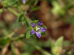 Zvonek (Campanula erinus L.)