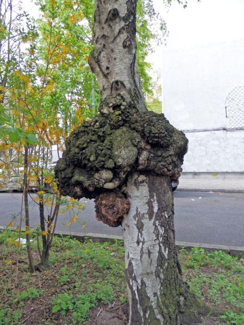 Nádor na bříze bělokoré (Betula pendula Roth) (36a)