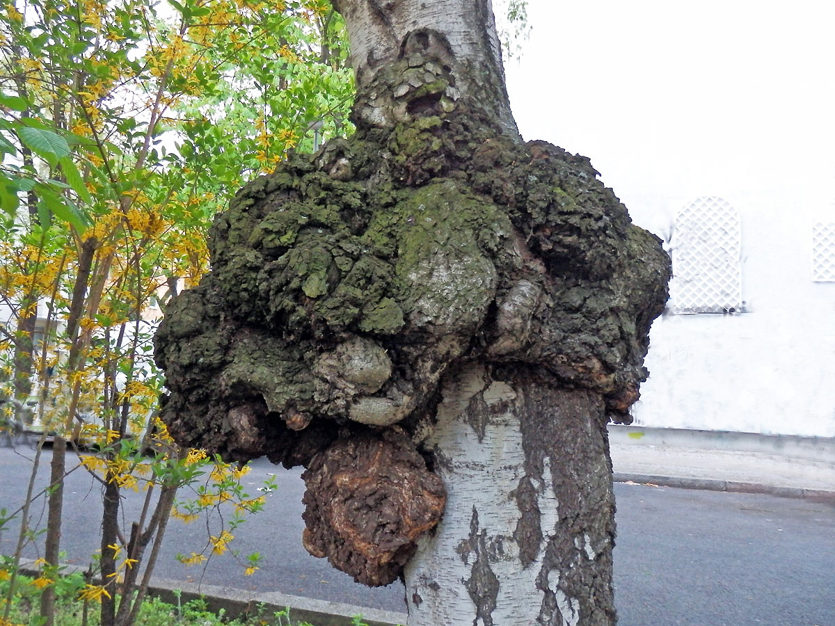 Nádor na bříze bělokoré (Betula pendula Roth) (36b)