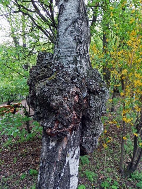 Nádor na bříze bělokoré (Betula pendula Roth) (36c)