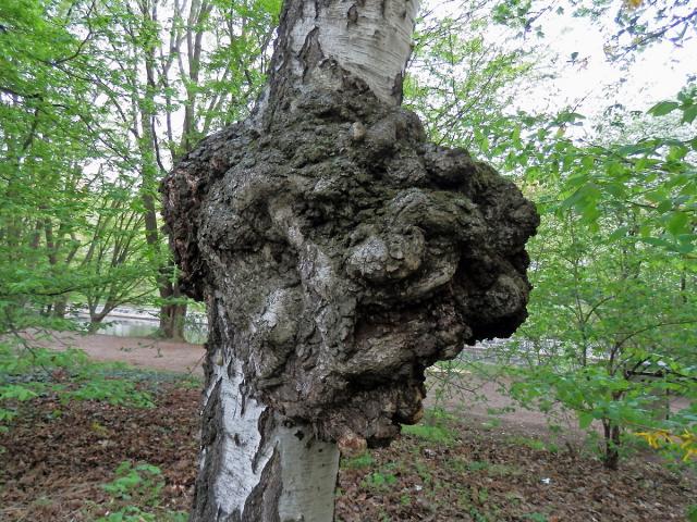 Nádor na bříze bělokoré (Betula pendula Roth) (36e)