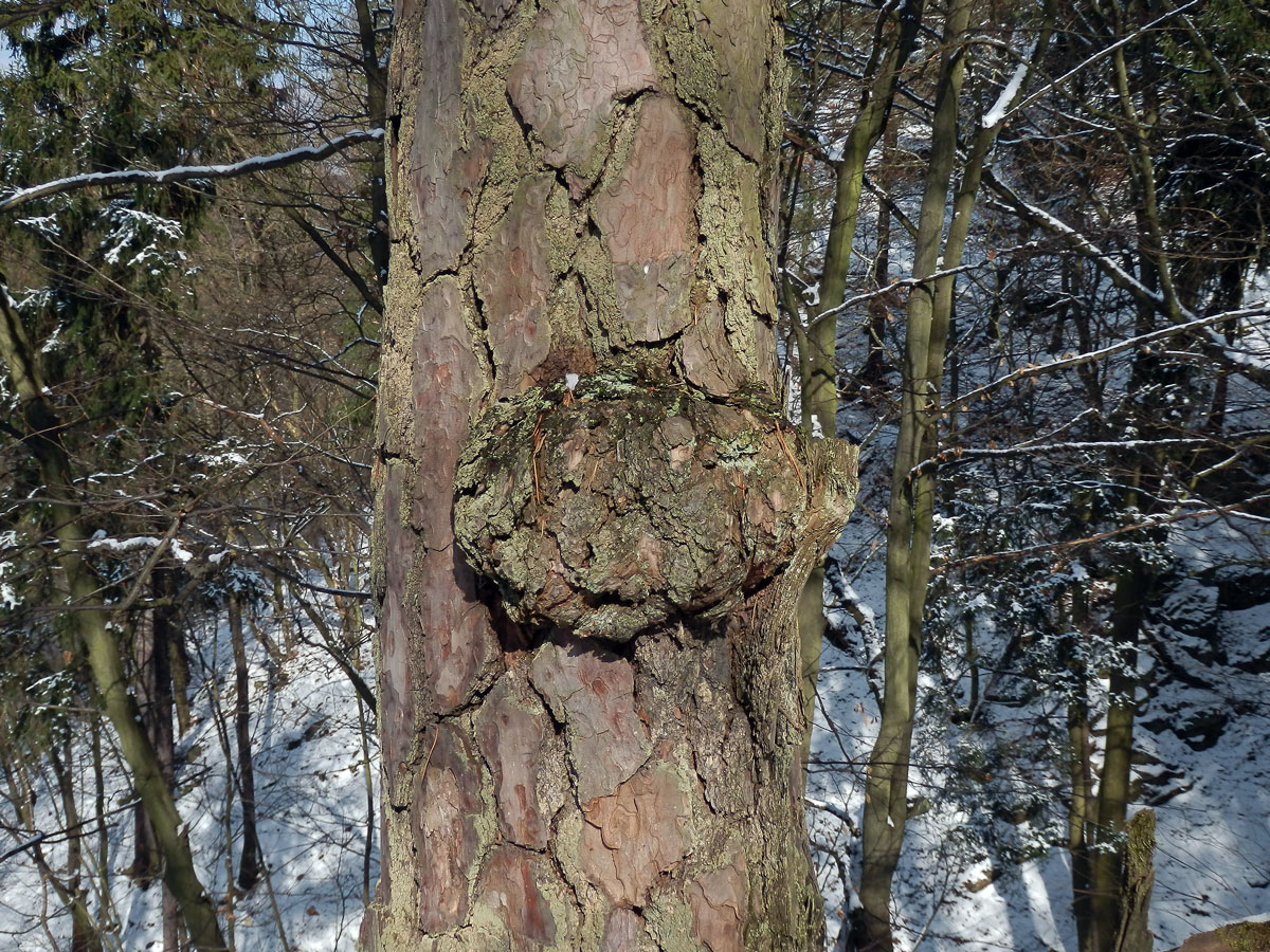 Tumor na borovici lesní (Pinus sylvestris L.) (8)