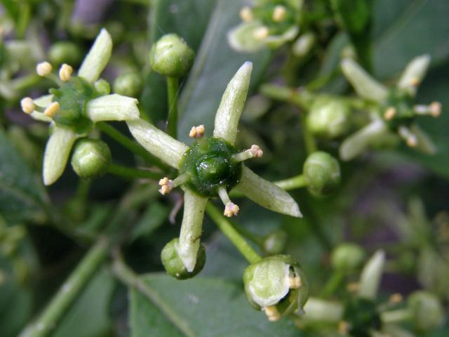 Brslen evropský (Euonymus europaea L.)